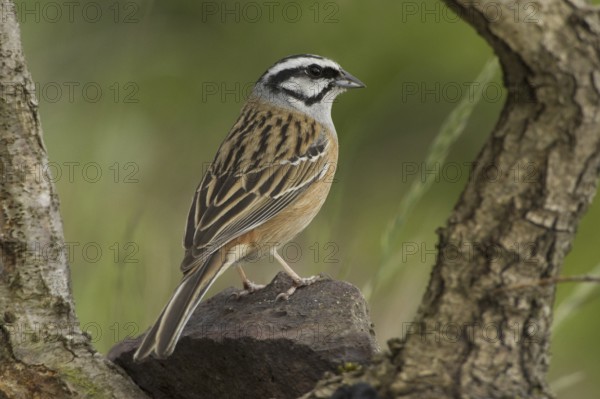 Rock Bunting (Emberiza cia), Rhineland-Palatinate, Germany
