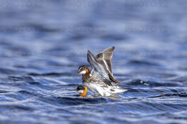 Red-necked phalarope, northern phalarope (Phalaropus lobatus) male and female couple in breeding