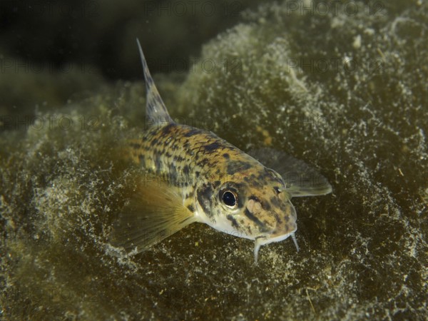 Gudgeon (Gobio gobio), camouflaged among algae. Dive site Zollbrücke, Rheinau, Canton Zurich,