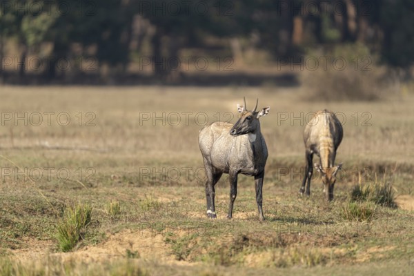 Nilga antelopes (Boselaphus tragocamelus), Bandhavgarh National Park, Gohadi, Manpur, Madhya