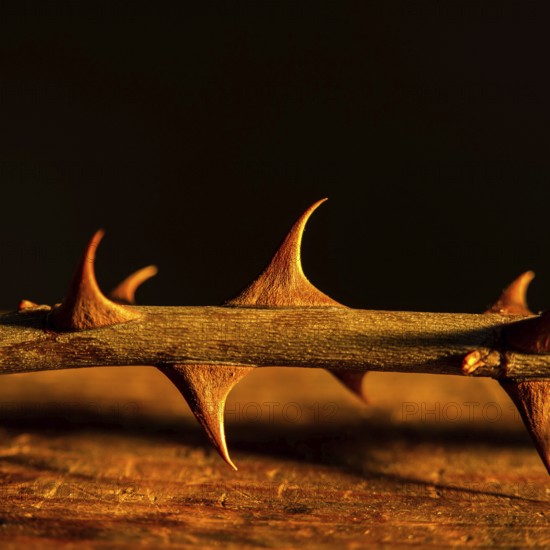 Sharp thorns are illuminated by a warm glow, highlighting their texture and form. The dark