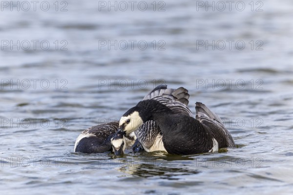 White-fronted Goose (Branta leucopsis), Geese (Anseriformes), Mating in the water, Aventdalen,