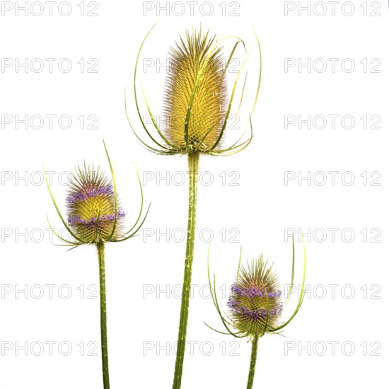 Three distinct thistle-like plants showcase vibrant yellow and purple hues against a white