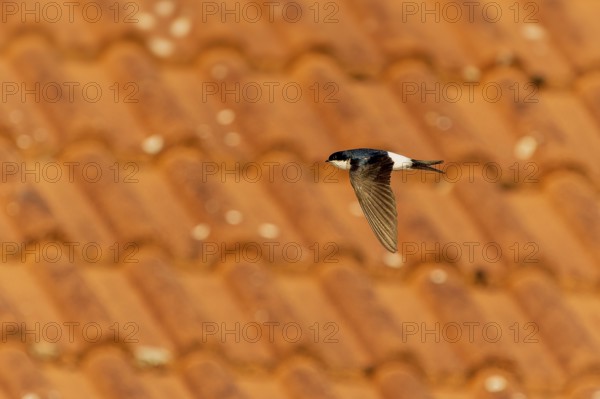 Swallow flying over a tiled roof in sunny weather, House Martin (Delichon urbicum, Syn.: Delichon