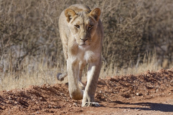 African lion (Panthera leo), lioness, adult female walking on a dirt road, animal portrait,