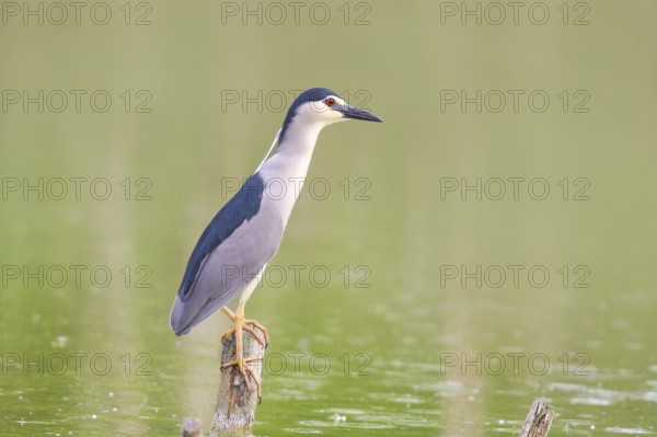 Night heron (Nycticorax nycticorax), sitting on a tree trunk, wildlife, nature photography, heron,
