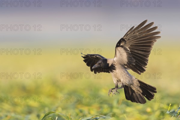 Nebelkrähe, Hooded Crow, Northern Carrion Crow, Corvus corone cornix, Corvus cornix, Corneille