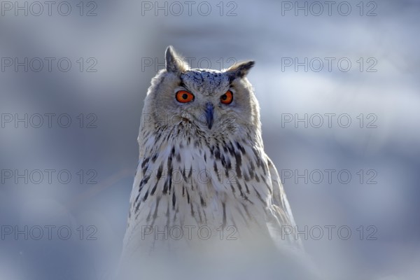 Winter face portrait of owl. Eastern Siberian Eagle Owl, Bubo bubo sibiricus, sitting on hillock