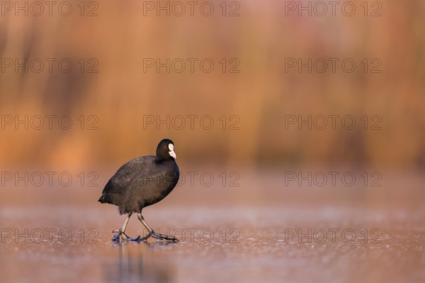 Eurasian Coot (Fulica atra) walking on frozen water, Rhineland-Palatinate, Germany
