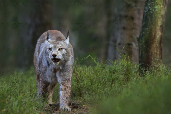 Wild cat Lynx in the nature forest habitat. Eurasian Lynx in the forest, hidden in the grass. Cute