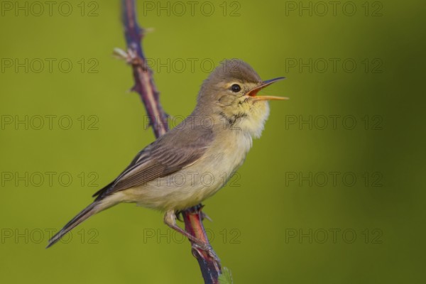 Melodious Warbler (Hippolais polyglotta) male singing, Rhineland-Palatinate, Germany