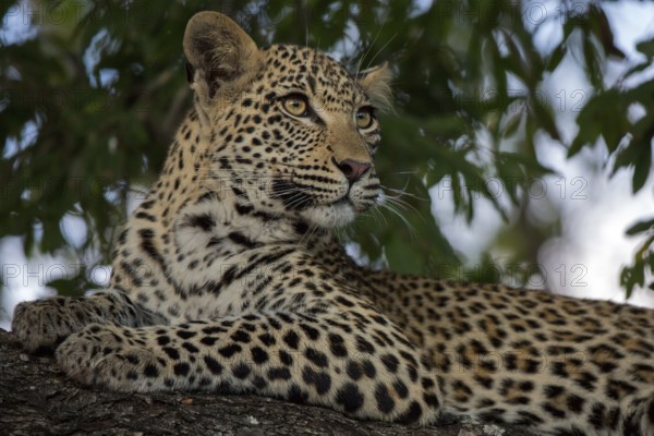 Leopard (Panthera pardus) immature lying on a tree, Sabi Sands, South Africa