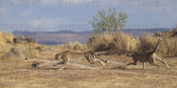 Cheetah (Acinonyx jubatus) two females hunting rabbit, Castile-La Mancha, Spain