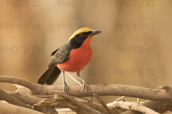 Yellow-crowned Gonolek (Laniarius barbarus), Gambia
