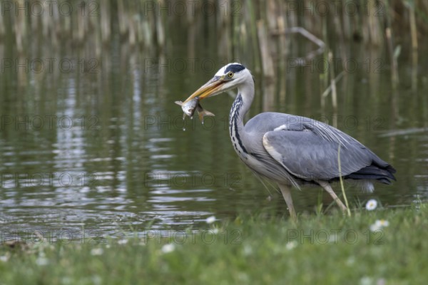 Grey Heron (Ardea cinerea) eating Common bleak (Alburnus alburnus), Mecklenburg-Western Pomerania,