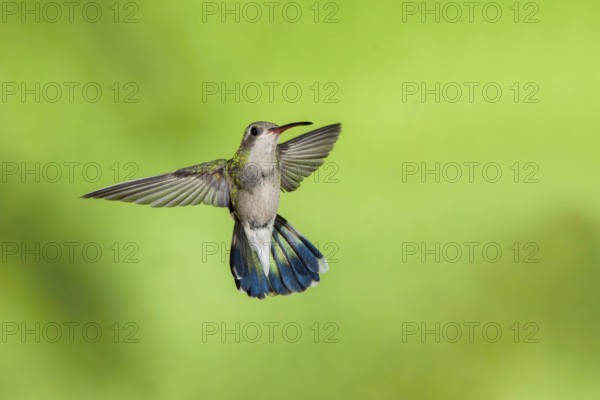 Broad-billed Hummingbird Cynanthus latirostris Santa Rita Mountains, Arizona, USA 18 May Adult