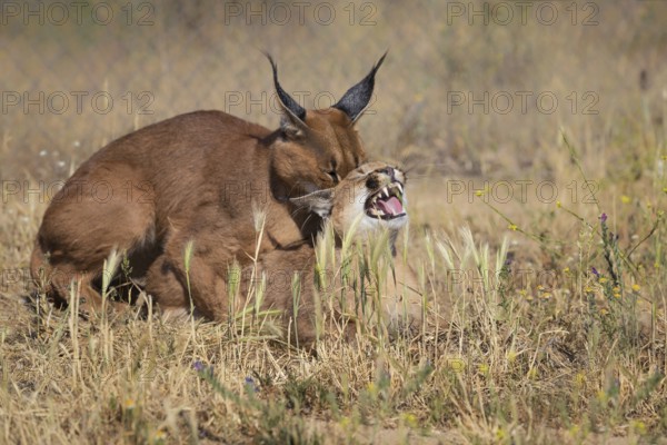 Caracal (Caracal caracal) male and female mating, Castile-La Mancha, Spain