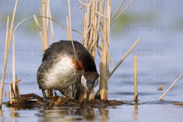 Red-necked Grebe (Podiceps grisegena) invitating to mating on nest, Mecklenburg-Western Pomerania,