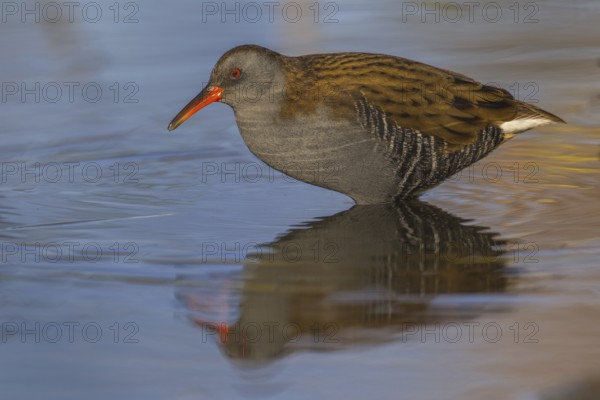 Water Rail (Rallus aquaticus), Cheshire, United Kingdom
