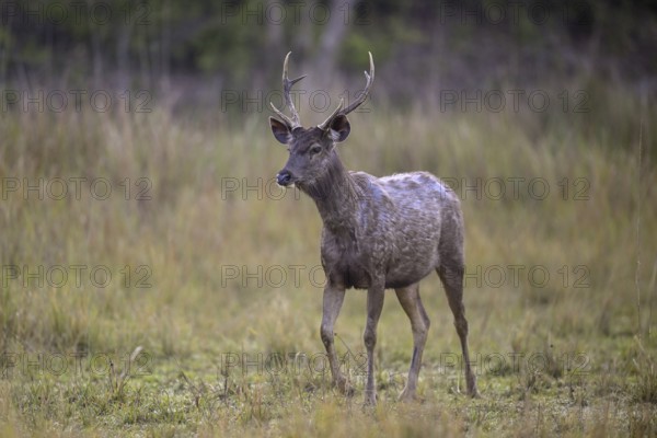 Sambar or horse deer (Cervus unicolor), Corbett National Park, near Ramnagar, Uttarakhand State,