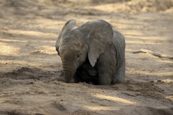 African elephant (Loxodonta africana), young animal, digging, drinking, searching for water, dried