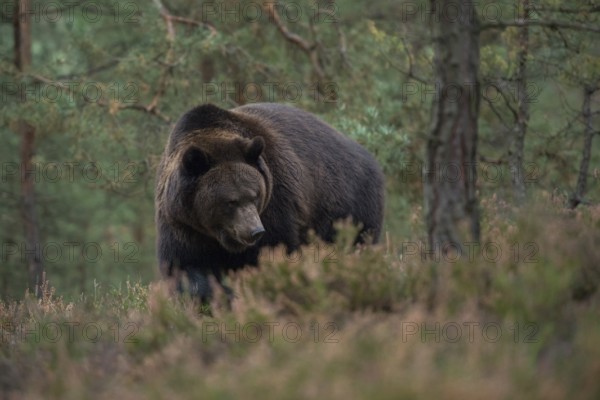 European brown bear (Ursus arctos), adult, particularly strong, respectable animal in natural