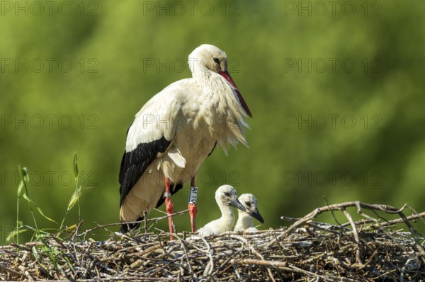 A stork in the nest with two chicks on a green background, white stork (Ciconia ciconia), wildlife,