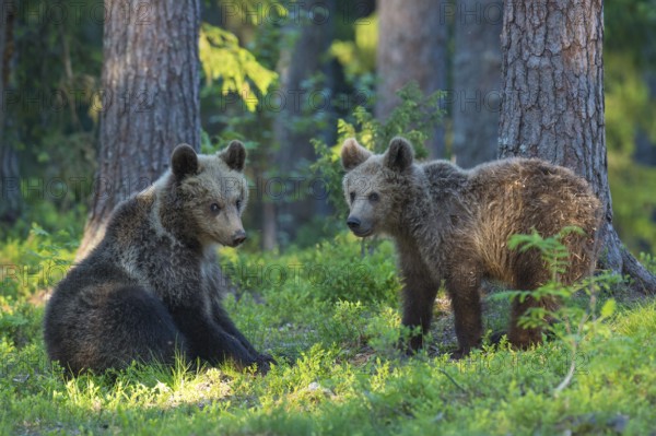 Eurasian Brown Bear (Ursus arctos) two cubs playing in forest, Finland