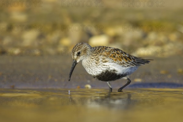 Dunlin (Calidris alpina) foraging, North Rhine-Westphalia, Germany