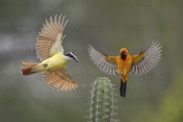 Great Kiskadee & Altamira Oriole (Pitangus sulphuratus & Icterus gularis) wrangling, Texas, USA
