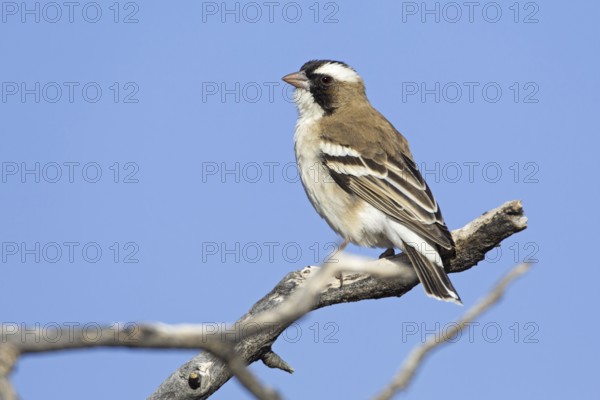 White-browed Sparrow-Weaver (Plocepasser mahali), Northern Cape, Kgalagadi Transfrontier Park,