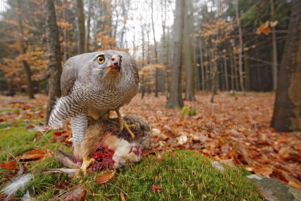Goshawk, Accipiter gentilis, feeding on killed hare in the forest. Bird of Prey with fur catch in