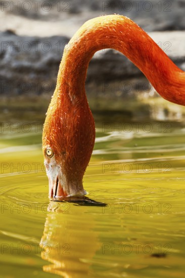 American flamingo, Phoenicopterus ruber, group of birds