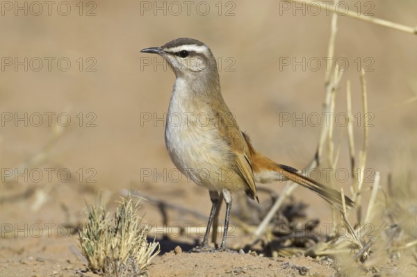 Kalahari Scrub Robin (Cercotrichas paena), Northern Cape, Kgalagadi Transfrontier Park, South