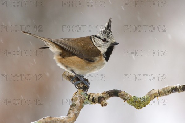 European Crested Tit (Lophophanes cristatus), Utrecht, Netherlands