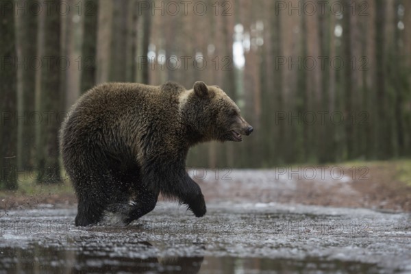 On the move in a hurry... European brown bear (Ursus (genus) arctos), young bear running at a fast
