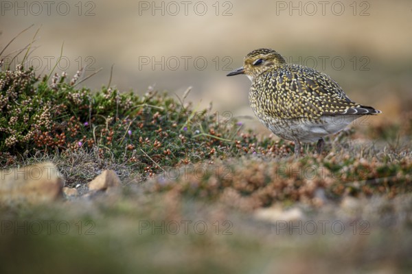 European golden plover (Pluvialis apricaria), resting during his migration travel to the south,
