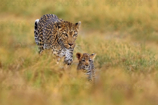 Leopard cub with mother walk. Big wild cat in the nature habitat, sunny day on the savannah, Khwai