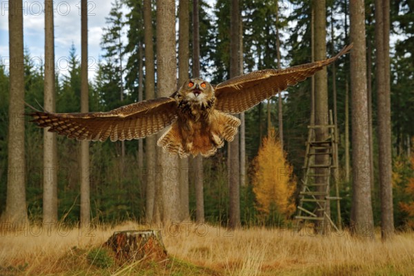 Owl in forest habitat, wide angle lens. Flying Eurasian Eagle Owl with open wings in forest