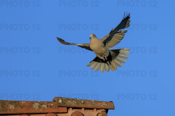 Pigeon soaring elegantly towards the tiled roof with outstretched wings, Eurasian collared dove