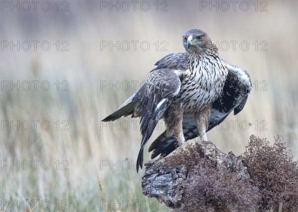 Bonelli's eagle (Aquila fasciata), calling, Castilla-La Mancha, Spain