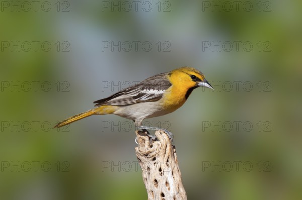 Bullock's Oriole Icterus bullockii Amado, Santa Cruz County, Arizona, United States 16 April First
