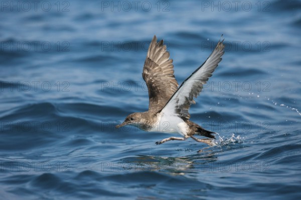 Black-vented Shearwater Puffinus opisthomelas San Diego, California, United States 14 September