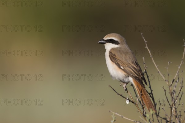 Turkestan Shrike - Turkestanwürger - Lanius phoenicuroides, Kazakhstan, adult male