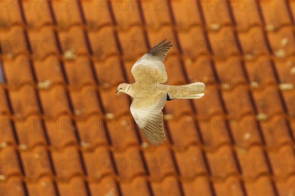 Pigeon flying in front of a tiled roof, Eurasian collared dove (Streptopelia decaocto), wildlife,
