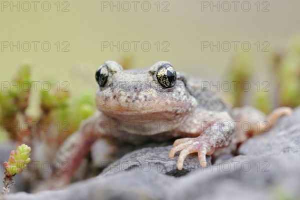 Where the stonecrop grows... Midwife toad (Alytes obstetricans) in a quarry, rare, highly