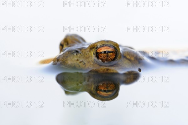 Toad eyes... Common toad (Bufo bufo), male toad waiting in spawning waters for a female ready to