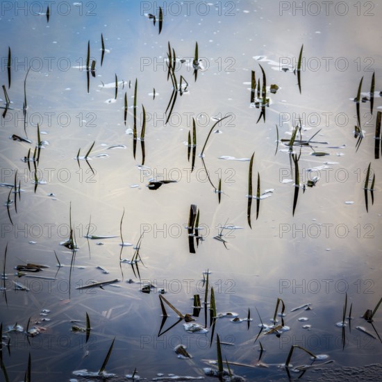 In the Natural Regional Park of Livradois Forez, frozen lake flora emerges subtly from icy waters,