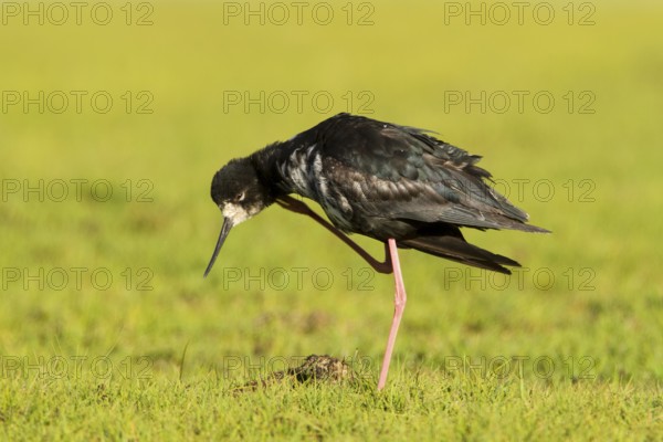 Black Stilt (Himantopus novaezelandiae), Glentanner, South Island, New Zealand