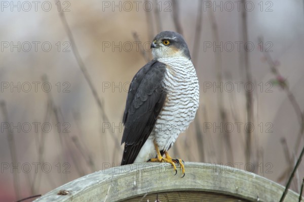 Eurasian Sparrowhawk (Accipiter nisus) male perched on a wooden partition wall in garden,
